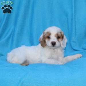 Smudge, Cockapoo Puppy